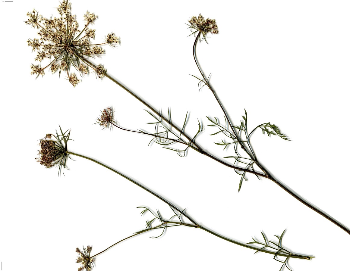 Daucus carota subsp. carota var. carota (Apiaceae)